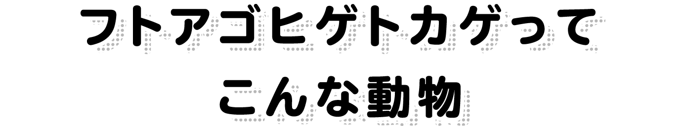 フトアゴヒゲトカゲってこんな動物
