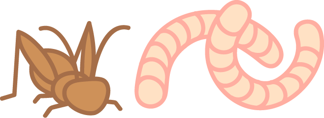 昆虫