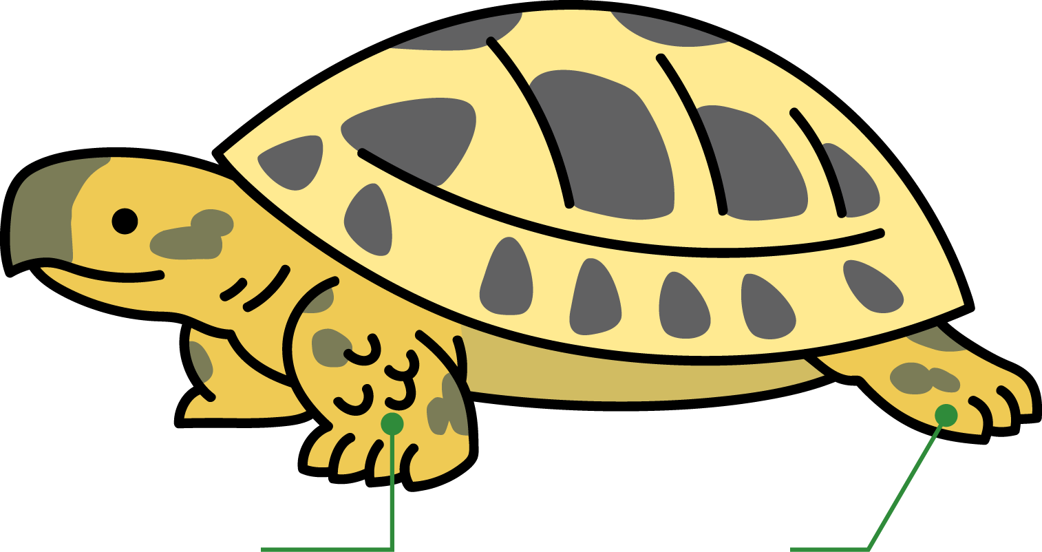 リクガメのからだ