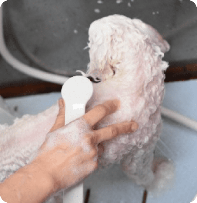 すすぎ